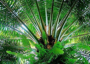 Manuelita Aceites y Energía recibe certificación internacional de sostenibilidad RSPO