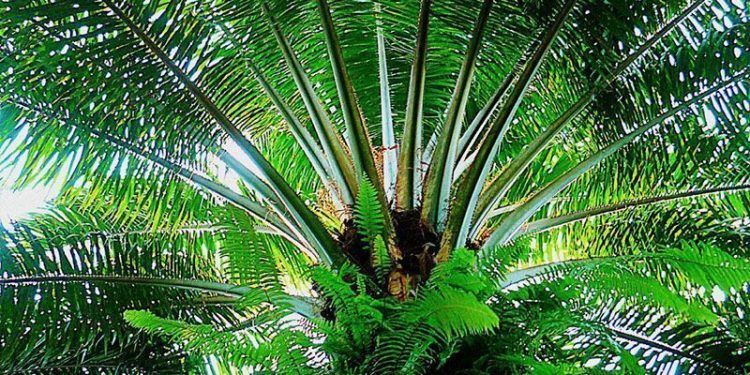 Manuelita Aceites y Energía recibe certificación internacional de sostenibilidad RSPO