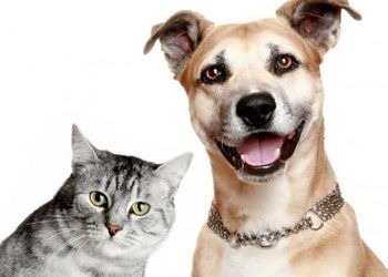 El mercado de las mascotas en Colombia crece un 13%
