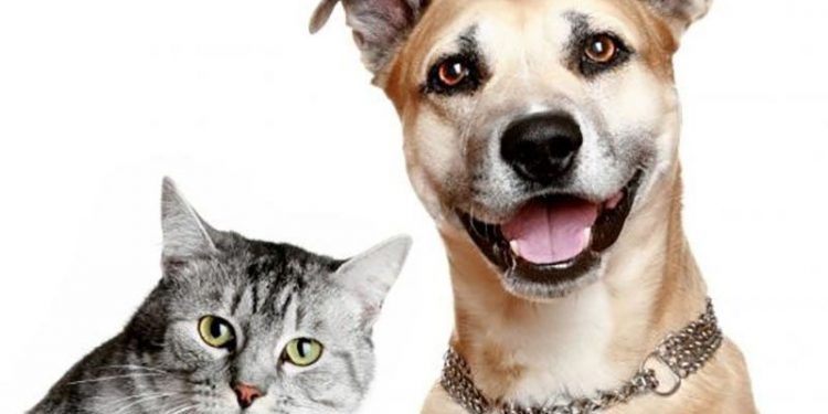 El mercado de las mascotas en Colombia crece un 13%