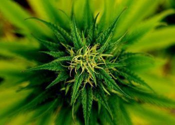 Firman acuerdo para el cultivo de cannabis con fines medicinales