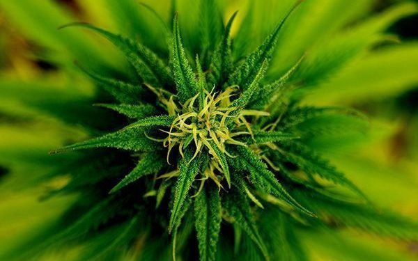 Firman acuerdo para el cultivo de cannabis con fines medicinales