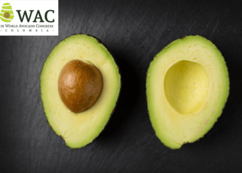 congreso mundial del aguacate