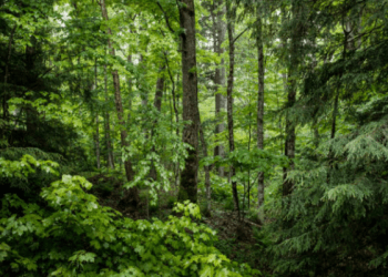 Bosques Colombianos