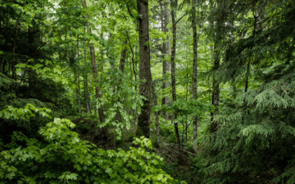Bosques Colombianos