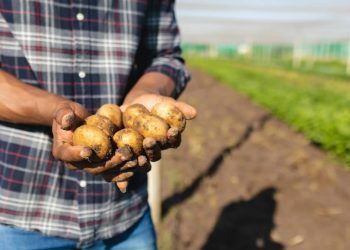 Startups de Agricultura