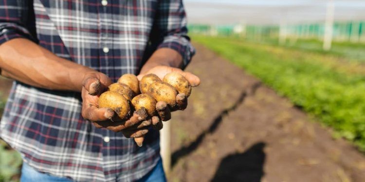 Startups de Agricultura