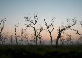 Deforestación en Colombia