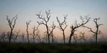 Deforestación en Colombia
