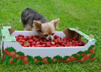 dieta canina equilibrada