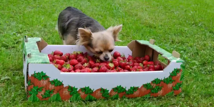 dieta canina equilibrada